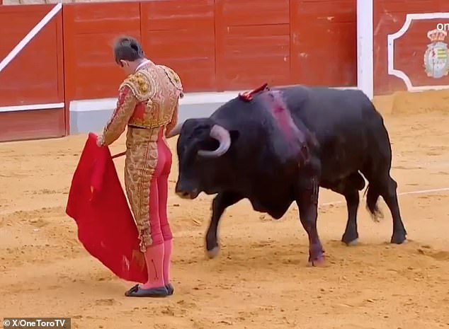 The matador is seen with the bull moments before it charged