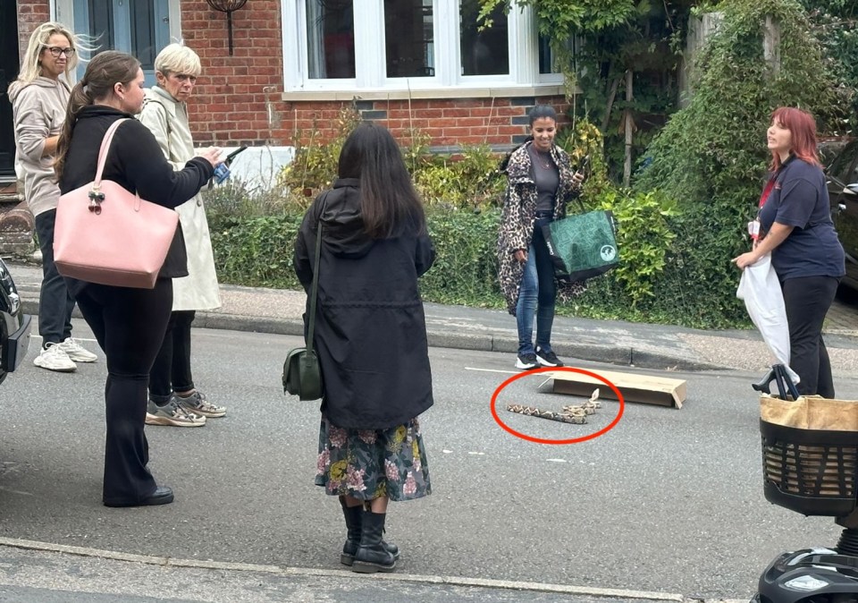 A boa constrictor slithering across a residential street with people gathered around it.