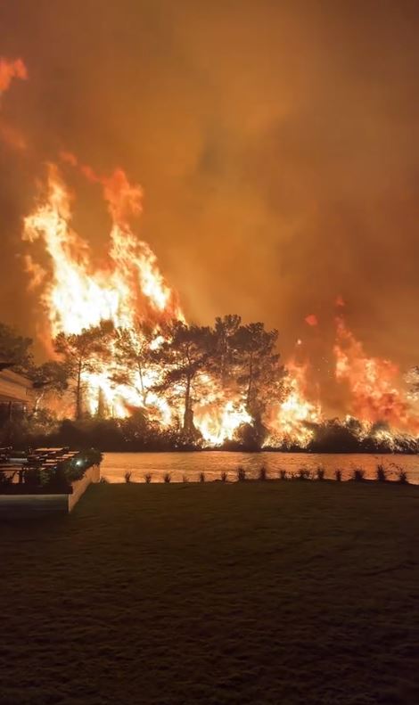 Forest fires engulfing trees near a body of water at night.