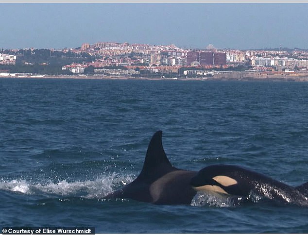 One or two orcas attacked the Nova Vida while five or six apparently struck the Oceanview
