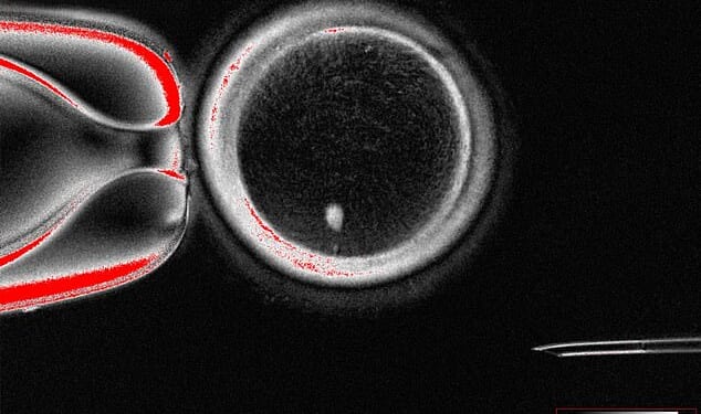 Experts from Oregon Health & Science University have created fertilizable eggs from human skin cells for the very first time