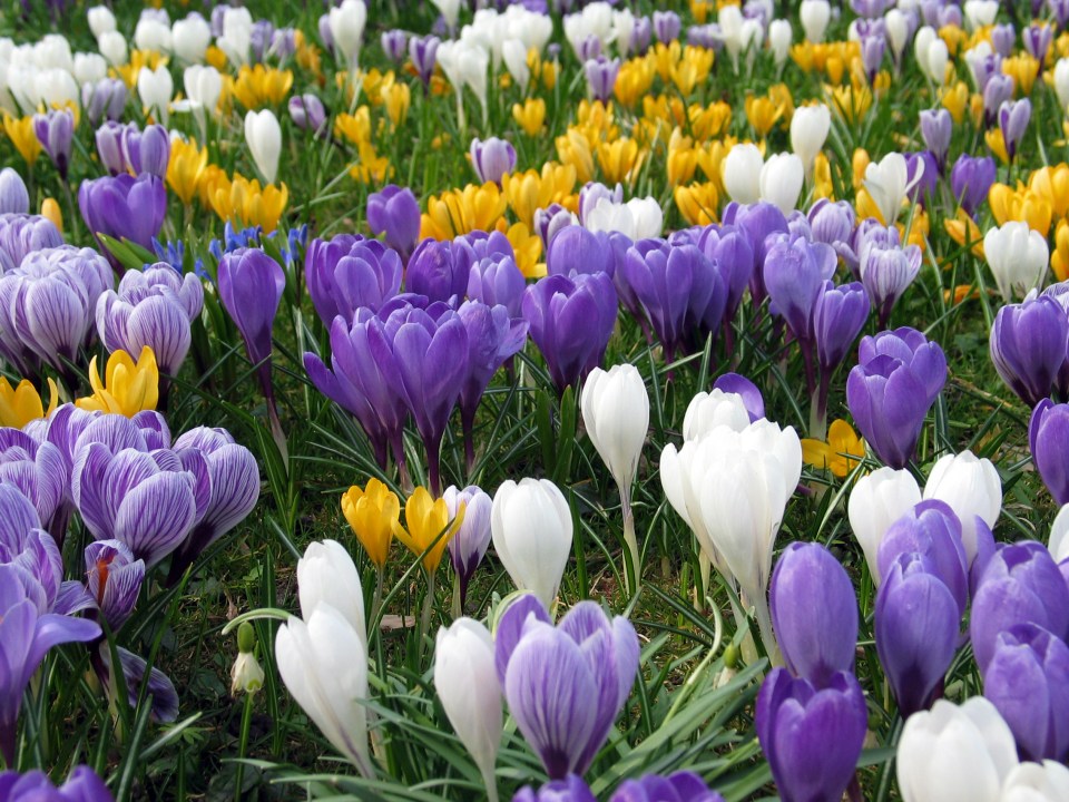 A lawn full of colorful crocus in Copenhagen, Denmark.