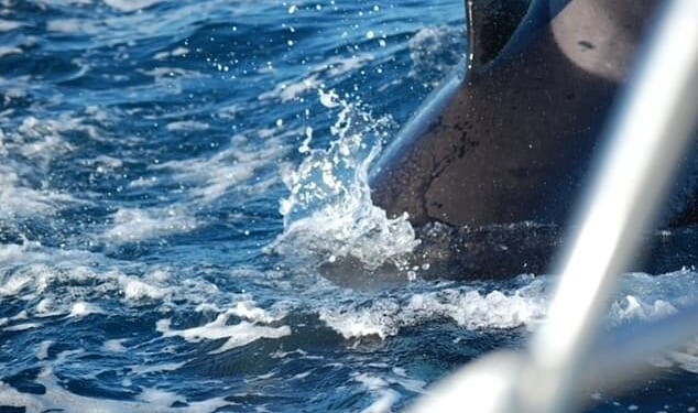 A yachtsman and businessman has recalled his '45 minutes of turmoil' during an orca attack in the Strait of Gibraltar last year