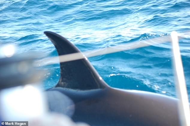 Despite often being referred to as 'killer whales', orcas are actually the largest member of the dolphin family