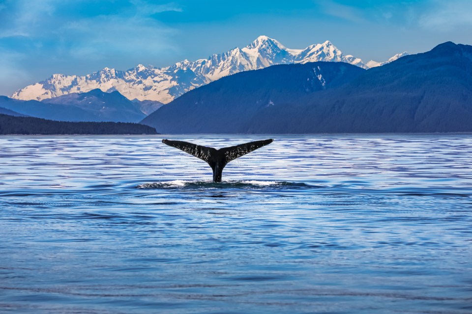 Whale tail fluke breaking the surface of the water with mountains in the background.