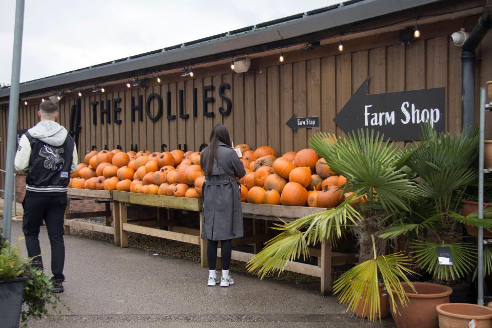 Two people shopping for pumpkins at a farm shop.
