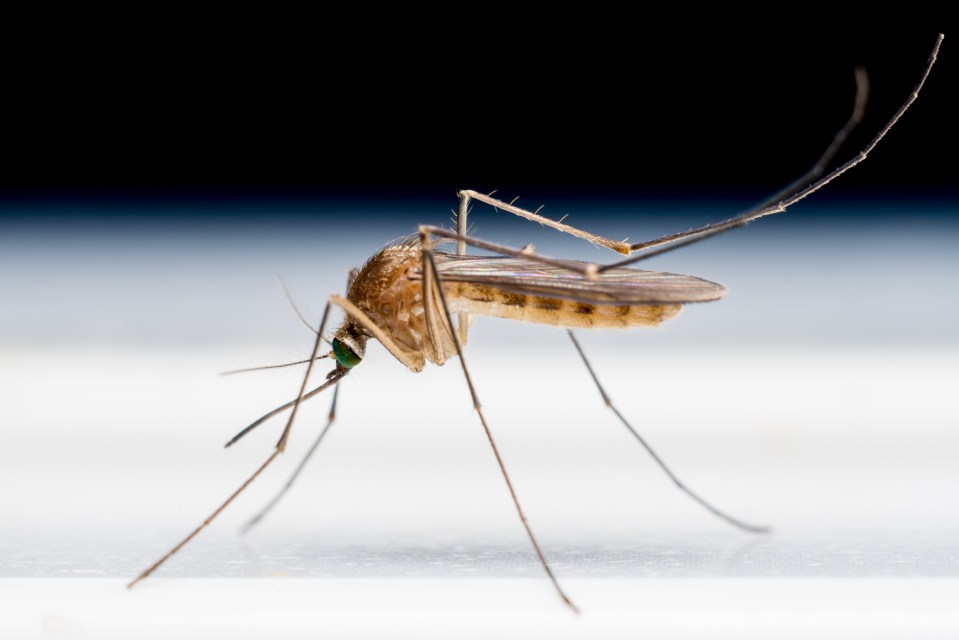 Close-up of a mosquito on a white surface.