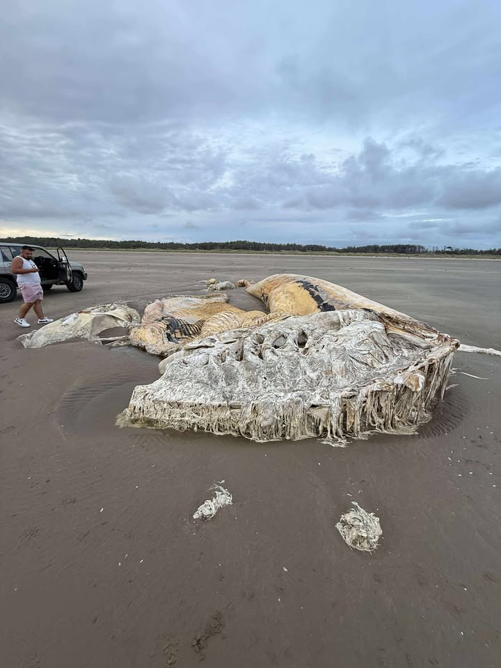 Large whale carcass washed ashore on a beach.