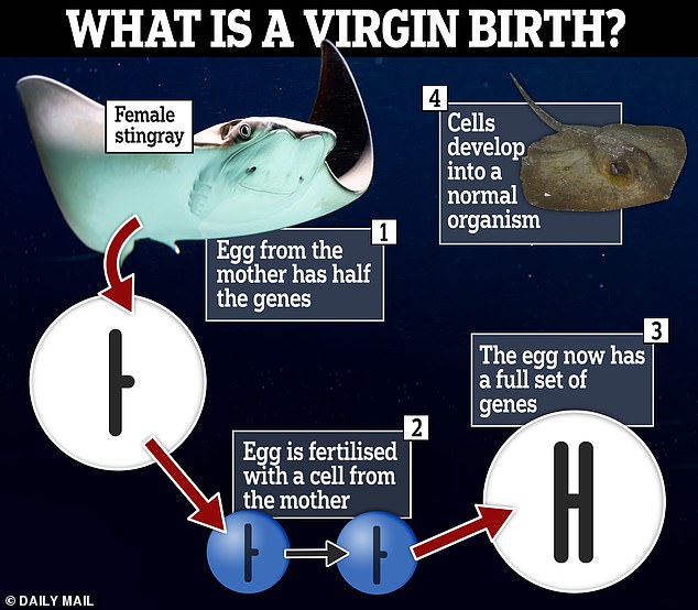 Certain animals are capable of reproducing through 'parthenogenesis' in which the egg is fertilised with cells from the mother rather than by a male