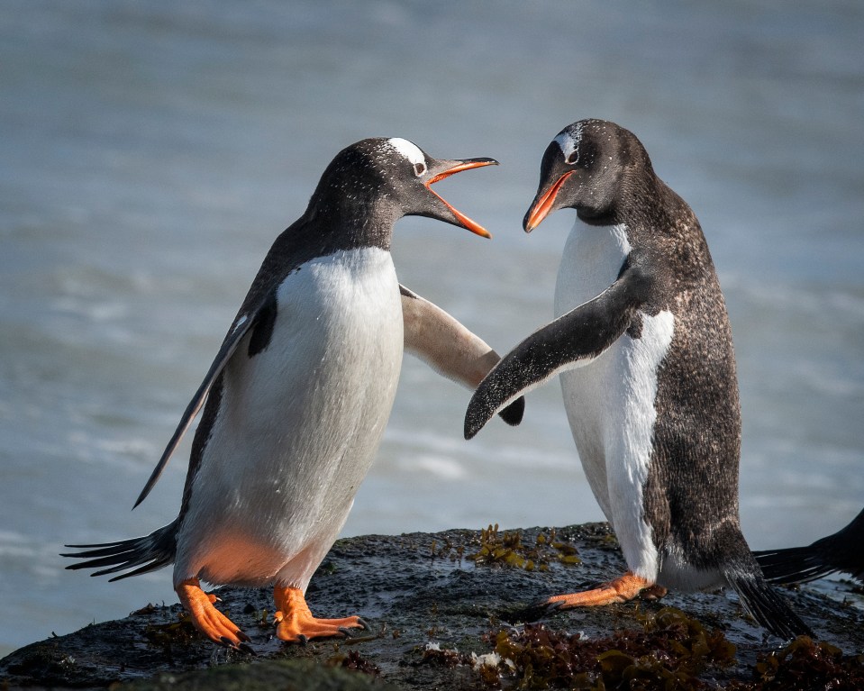 Two Gentoo penguins on a rocky shore, one with its beak open and the other looking at it.
