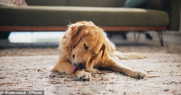 Switching between cold, wet outdoors and warm, dry indoors can dry out the skin, leaving paws itchy and prompting your dog to lick them (stock image)
