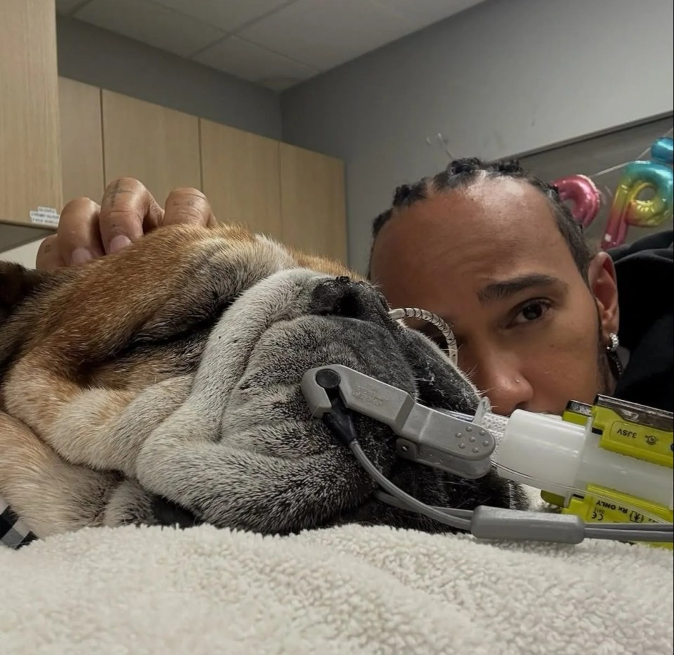 Lewis Hamilton with his bulldog Roscoe, who is wearing a pulse oximeter.