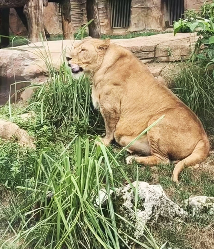 A chubby lion sits in grass at the Chengdu Zoo, with its tongue out.