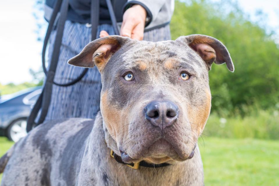 Close-up of an American XL Bully dog on a leash.