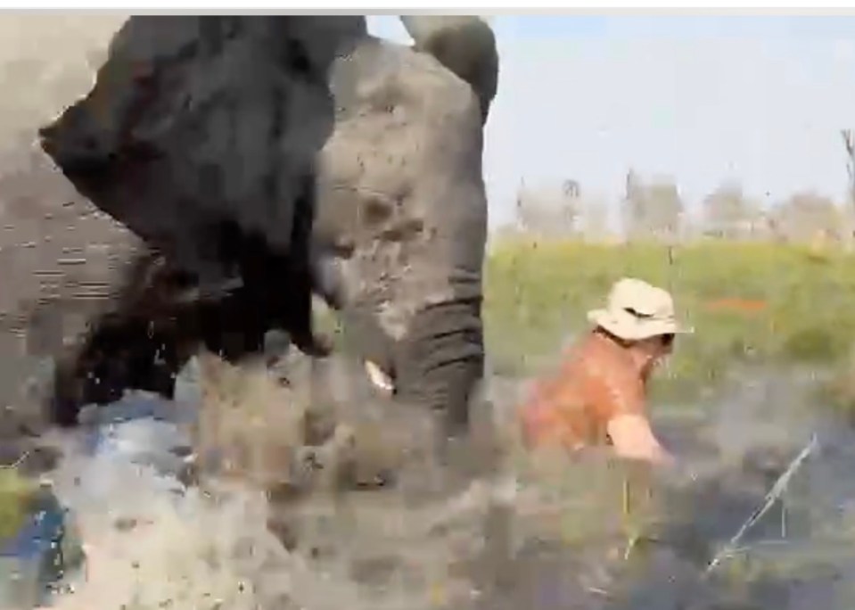 A charging bull elephant in shallow water next to a person in a hat.