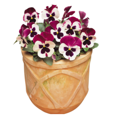 Pansy Cassis Plant in a pot.