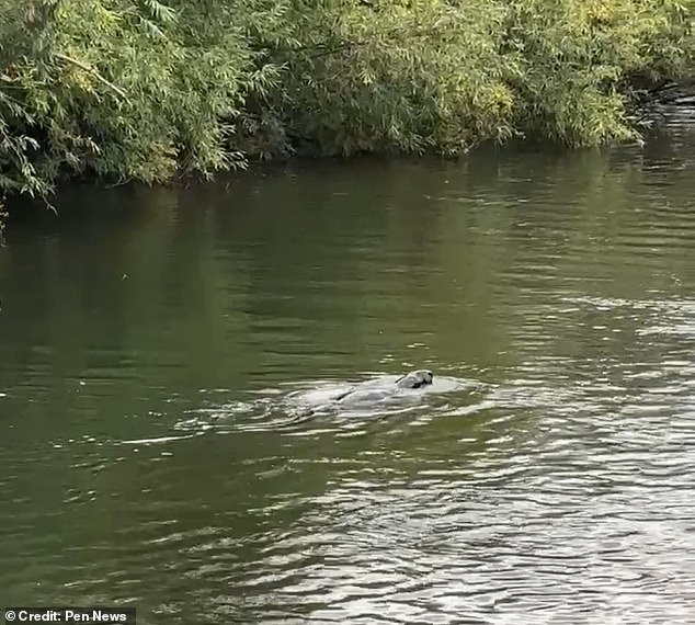 The animal has even baffled experts, with some arguing that it can't be a seal or a beaver while others saying it could potentially be an otter