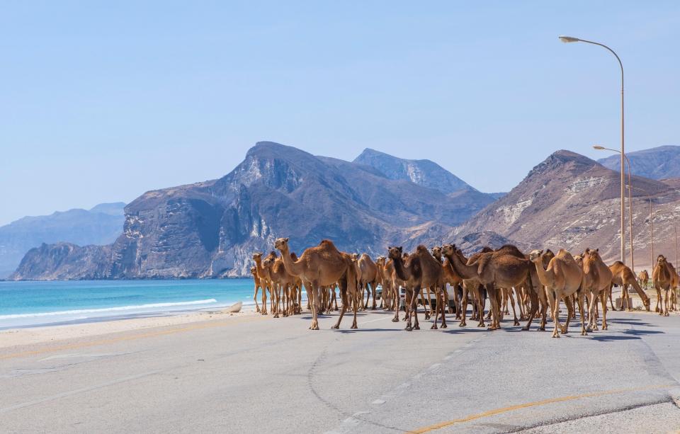 Camels crossing the road near Al Mughsayl, Dhofar, Oman.