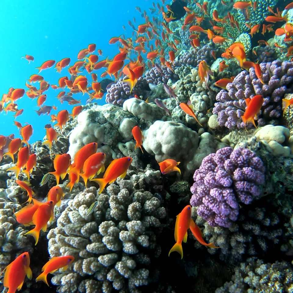 School of orange fish swimming near coral reef.
