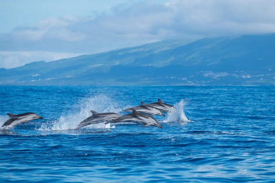 Five striped dolphins jumping out of the Atlantic Ocean.