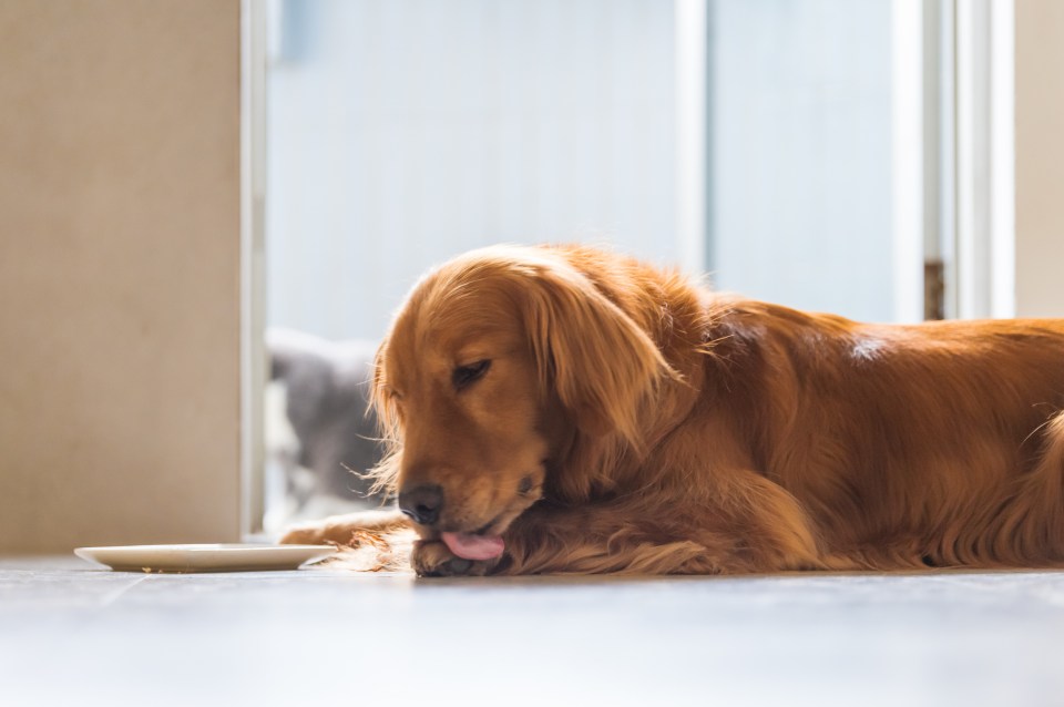 Golden Retriever licking its paw.