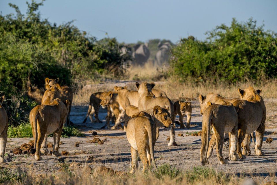Pride of lions walking away from the camera in Chobe National Park.