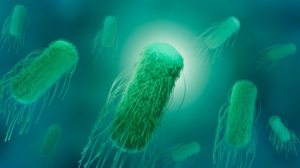 Illustration of Salmonella bacteria.