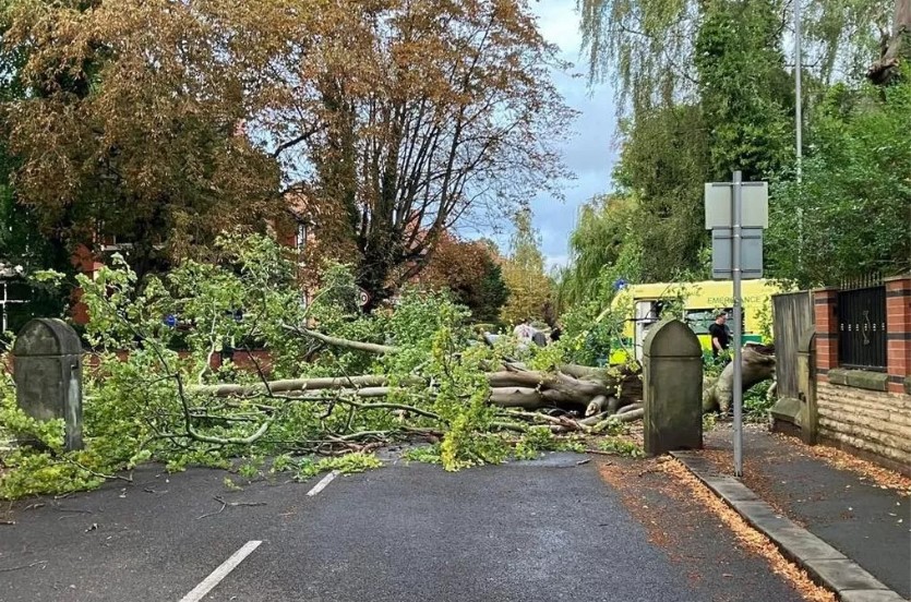 Fallen tree blocking a road.