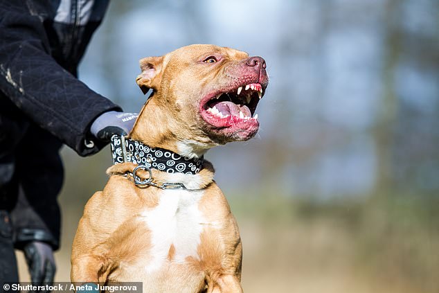 A woman has lost all four of her limbs after she was attacked by two pit bulls while riding a bicycle (stock image)