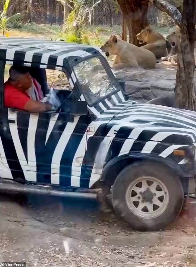 The beasts pounced on the worker when he stepped out of his jeep in the open enclosure at Safari World in Bangkok at around 11 am local time. Pictured: The lions seen today after the attack