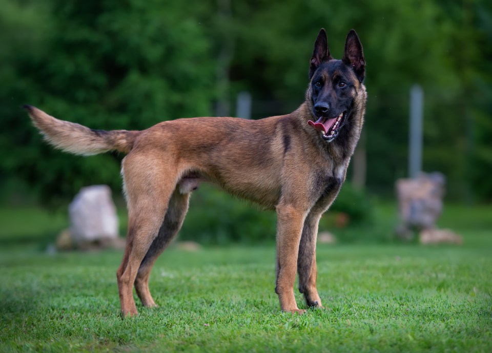 A young male Belgian Malinois stands in grass with its tail raised and tongue out.