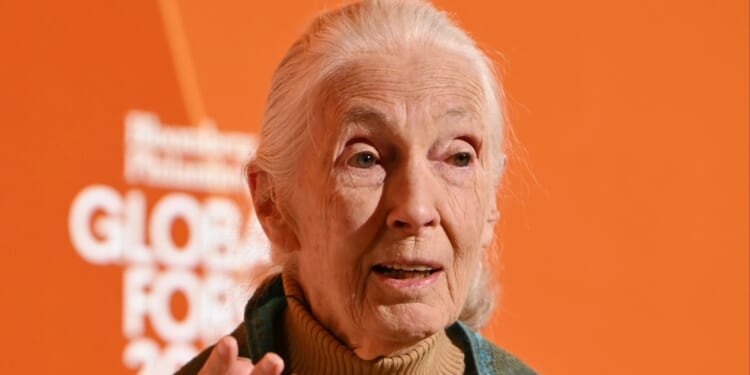 Jane Goodall dead aged 91: Groundbreaking chimpanzee expert & science icon passes away from natural causes