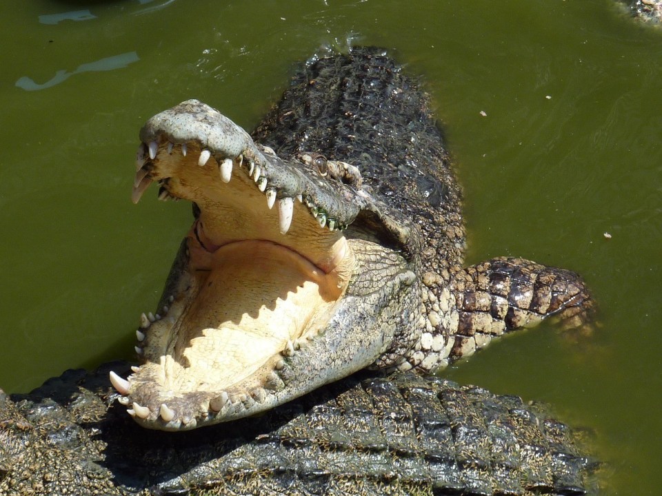 A crocodile with its mouth wide open, showing its teeth and pale throat, in green water.