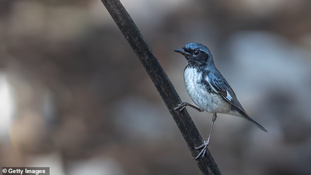 A Black-throated Blue Warbler sites on a tree branch. The species have experienced climate-driven population drops due to their changing migration behavior