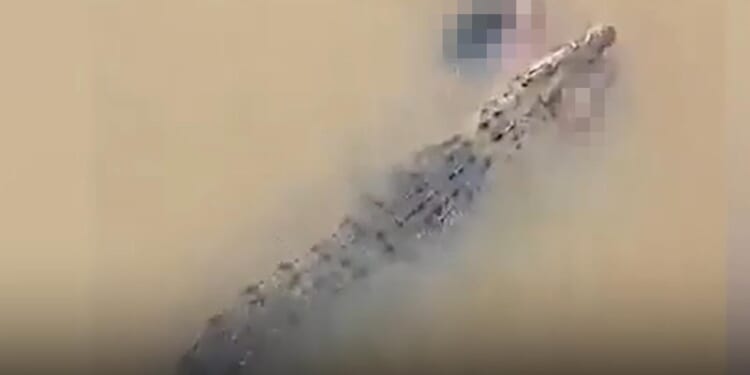 Chilling moment crocodile swims through river with woman between its teeth after beast snatched her off the bank