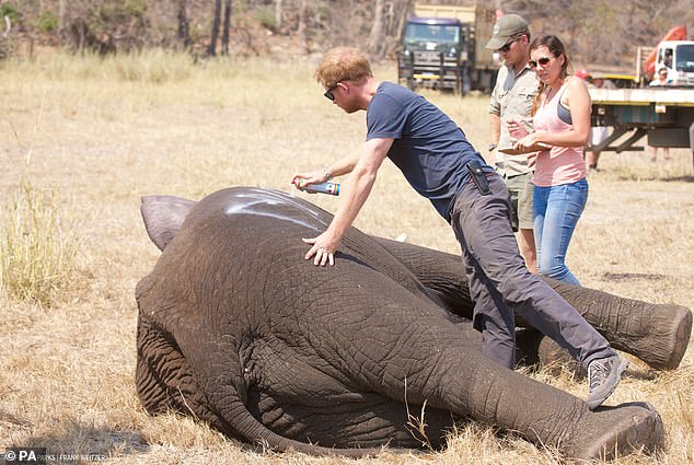 The Duke of Sussex, while he worked in Malawi with African Parks as part of an initiative involving moving 500 elephants over 200 miles across the country in 2016