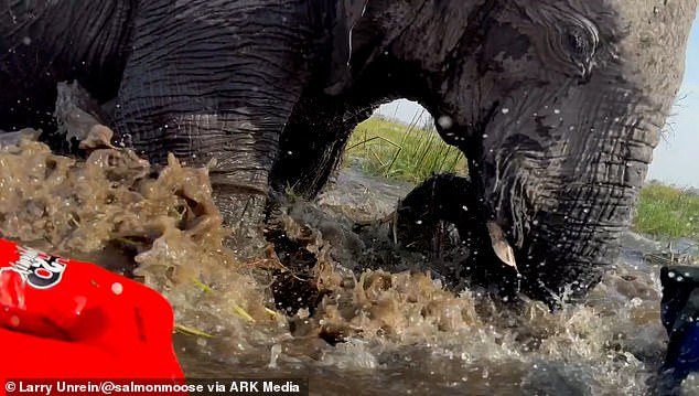 The tour guide is said to have taken the group too close to the elephant, leading to the attack