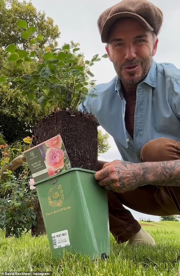 In one shock admission it was revealed the designer was spending £85,000 just on plants for the office (David Beckham is pictured in the garden of their Cotswold home)