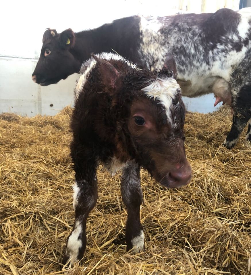 A newborn calf with a wet, dark brown and white coat stands on hay, with its mother partially visible in the background.