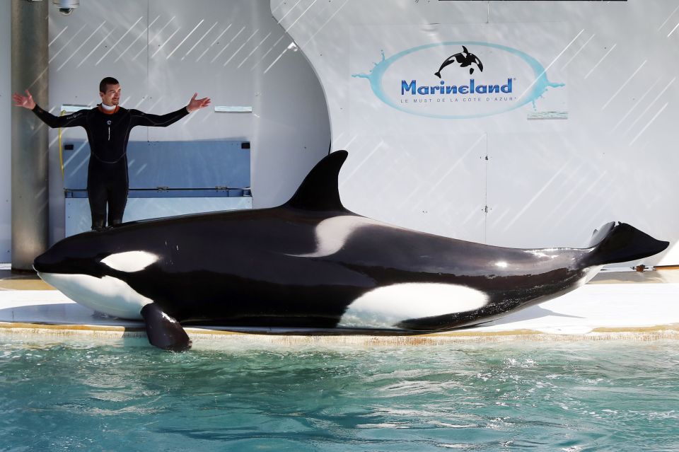 An employee trains an orca in a pool water at the Marineland theme park in Antibes, France.