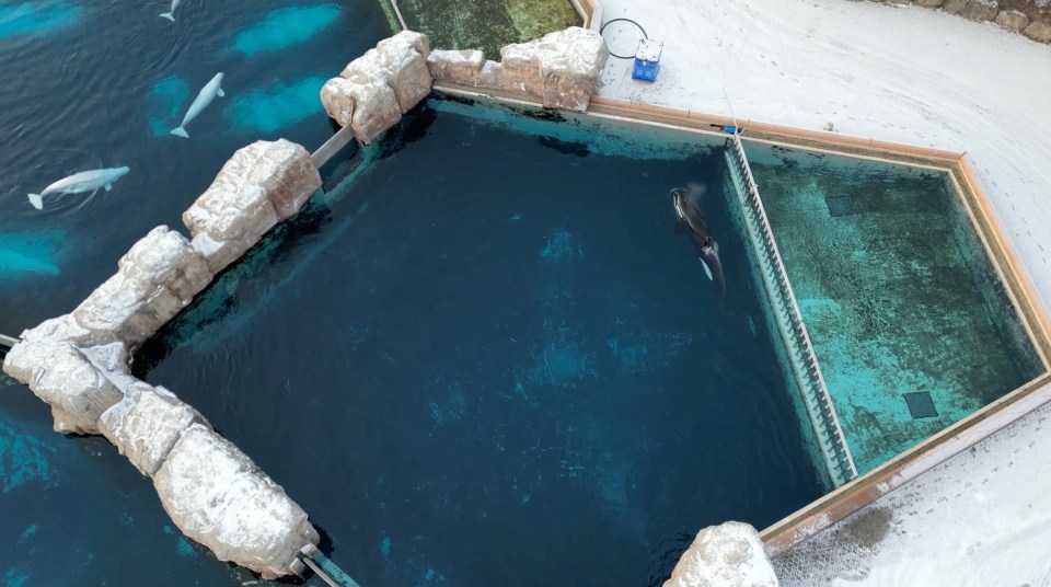 Kiska, the last captive orca in Canada, swims in a concrete tank while beluga whales swim in an adjacent tank.