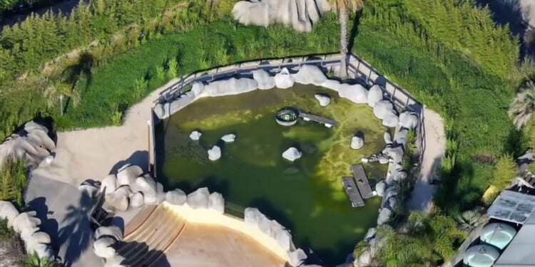 Water park where 30 whales face being KILLED saw deaths of 18 belugas in just 5 years & housed 'world’s loneliest orca'