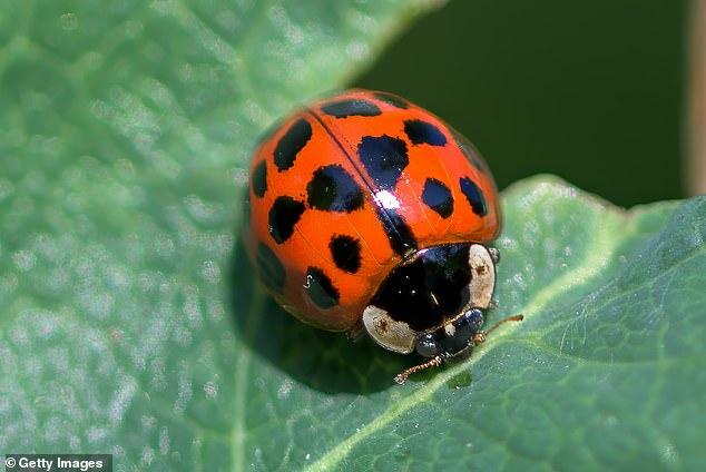 Stephen Wales of Hertfordshire-based Bespoke Pest Control says that unexpected ladybird invasions are essentially down to insect hibernation (known as ‘diapause’)