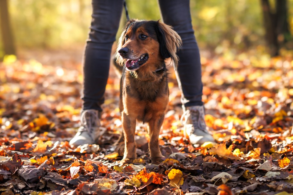 A happy mixed-breed dog walking with its owner in an autumn park.