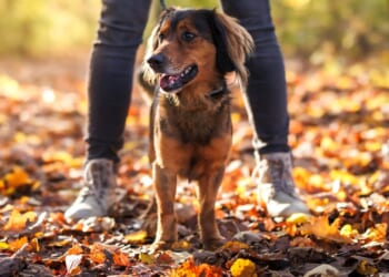 All the silent killers lurking on your dog walk & how Brits are forking out £2k in vet bills after turning their backs