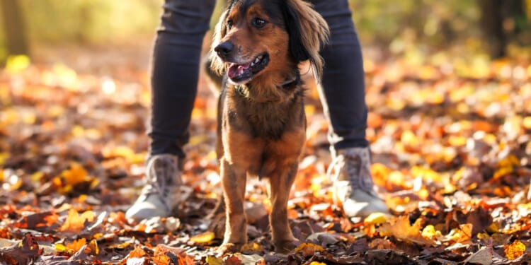 All the silent killers lurking on your dog walk & how Brits are forking out £2k in vet bills after turning their backs