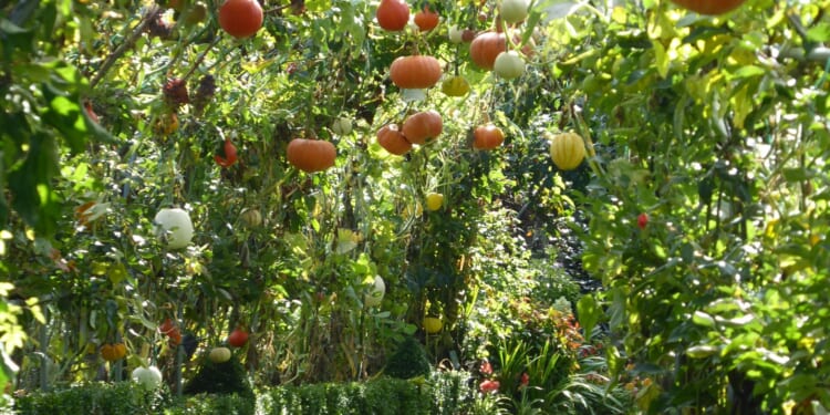 Garden pro’s £2.50 B&Q ‘superfood’ plant loves cold weather & brings colour to your outside space all Winter – The Sun