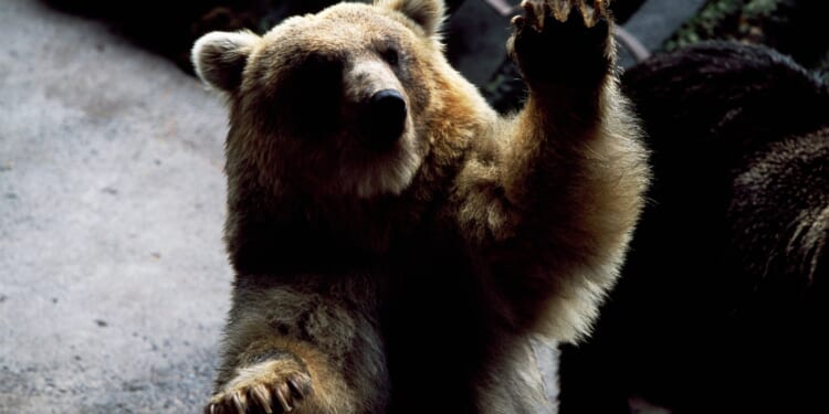 Mushroom picker, 70, found dead with head ripped off after savage bear attack