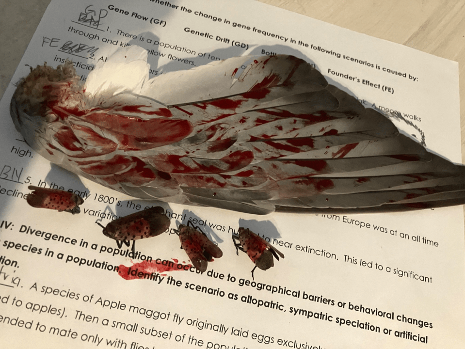 A bloody bird wing and three bloody lanternflies on a worksheet about gene flow and genetic drift.