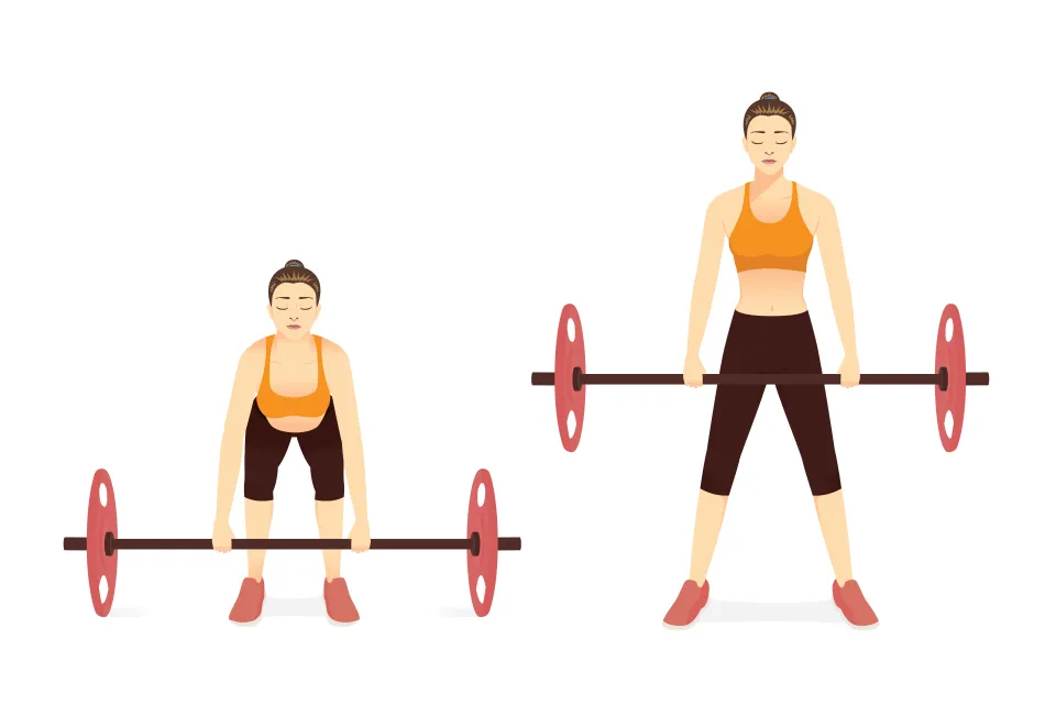 Women doing Barbell Deadlift workout in standing pose. Illustration about Fitness diagram about correct exercise poses with Heavyweights equipment in the gym.